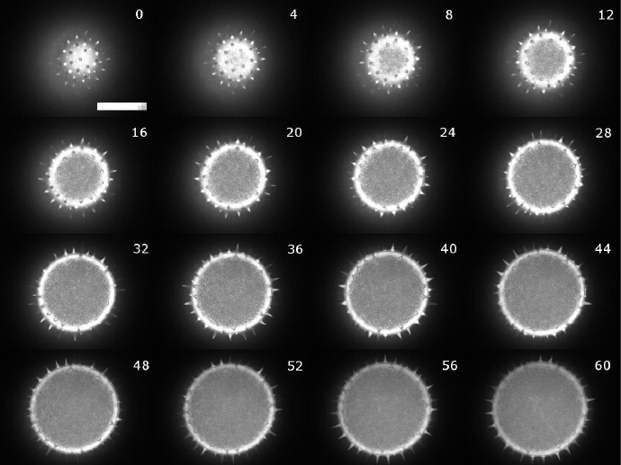 花粉粒（直徑 100μm）的 Z 疊圖，范圍為 60μm